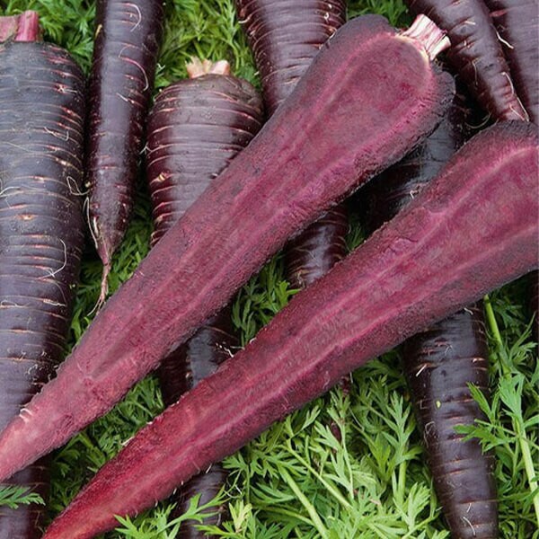 Carrot Seeds - West Coast Seeds